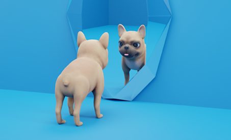 Dogs Looking In Mirrors